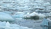 Sea ice floating, Arctic