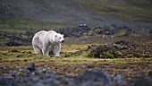 Polar bear walking on land, Arctic