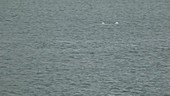 Beluga whales surfacing, Arctic