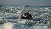 Seal on sea ice, Arctic