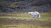 Polar bear on grass, Arctic
