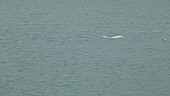 Beluga whales surfacing, Arctic