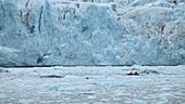 Scientists on boat by glacier, Arctic