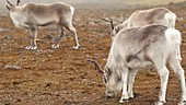 Reindeer grazing, Arctic