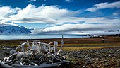 Clouds and reindeer antlers timelapse, Arctic