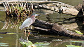 Green heron searching for food