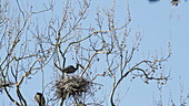 Great blue heron building nest