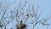 Great blue heron building nest