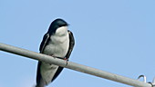 Tree swallow landing on perch