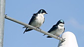 Tree swallows on perch