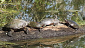 Midland painted turtles basking