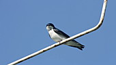 Tree swallow on perch