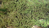 Snakelocks anemone in rock pool