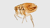 Bubonic plague flea