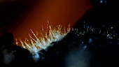 Pleurotus fungal mycelium growth, time-lapse footage