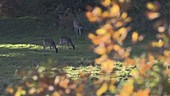 Fallow deer does grazing during rut