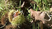 Sweet chestnut falling, high-speed