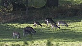 Fallow deer does grazing during rut