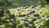 Fallow deer buck during rut