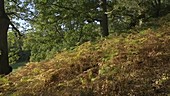 Bracken understory in autumn woodland