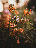 Pink and wilted bell heather flowers