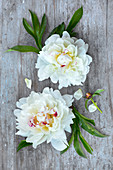 White peonies on wooden surface