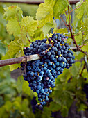 Red grapes on a vine