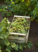 Box with grapes during wine harvest