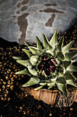 Flower of wild artichoke