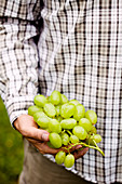Mann hält frisch geerntete Weintrauben in der Hand