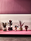 Zimmerpflanzen auf Podest vor dunkelrote Wand mit teilweise heller Verkleidung