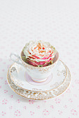 Rose in collector's teacup