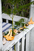 Wild mushrooms and ferns placed on railing to dry