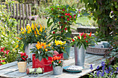 Pot arrangement with various chilli on a patio table