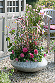 Cement bowl with autumn anemone, summer aster and lamp cleaner grass 'Fireworks'