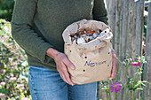 Frau bringt Papiertüte mit Narzissen - Zwiebeln zum einpflanzen