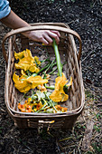 Fresh picked zucchini flowers in basket
