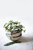 Yarrow (Achillea millefolium) in stacked bowls