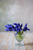 Grape hyacinths in glass