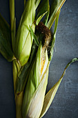 Freshly harvested corn