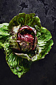 Freshly harvested radicchio