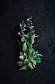 Freshly harvested sage with flowers