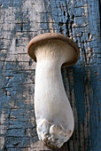 Single King oyster mushroom