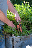 Man is harvesting carrots in the raised bed