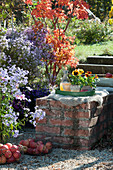 Sitzplatz auf Gartenmauer am Beet mit Herbstastern, Stiefmütterchen im Topf