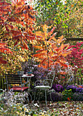 Sitzplatz im Herbstgarten mit Astern und Essigbaum