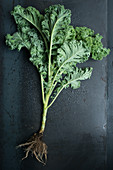 Kale with roots