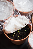 Sprouts sprouting in a plant pot