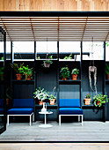 Blue upholstered chairs on black wall with shelves for plants