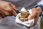 A fresh oyster being opened